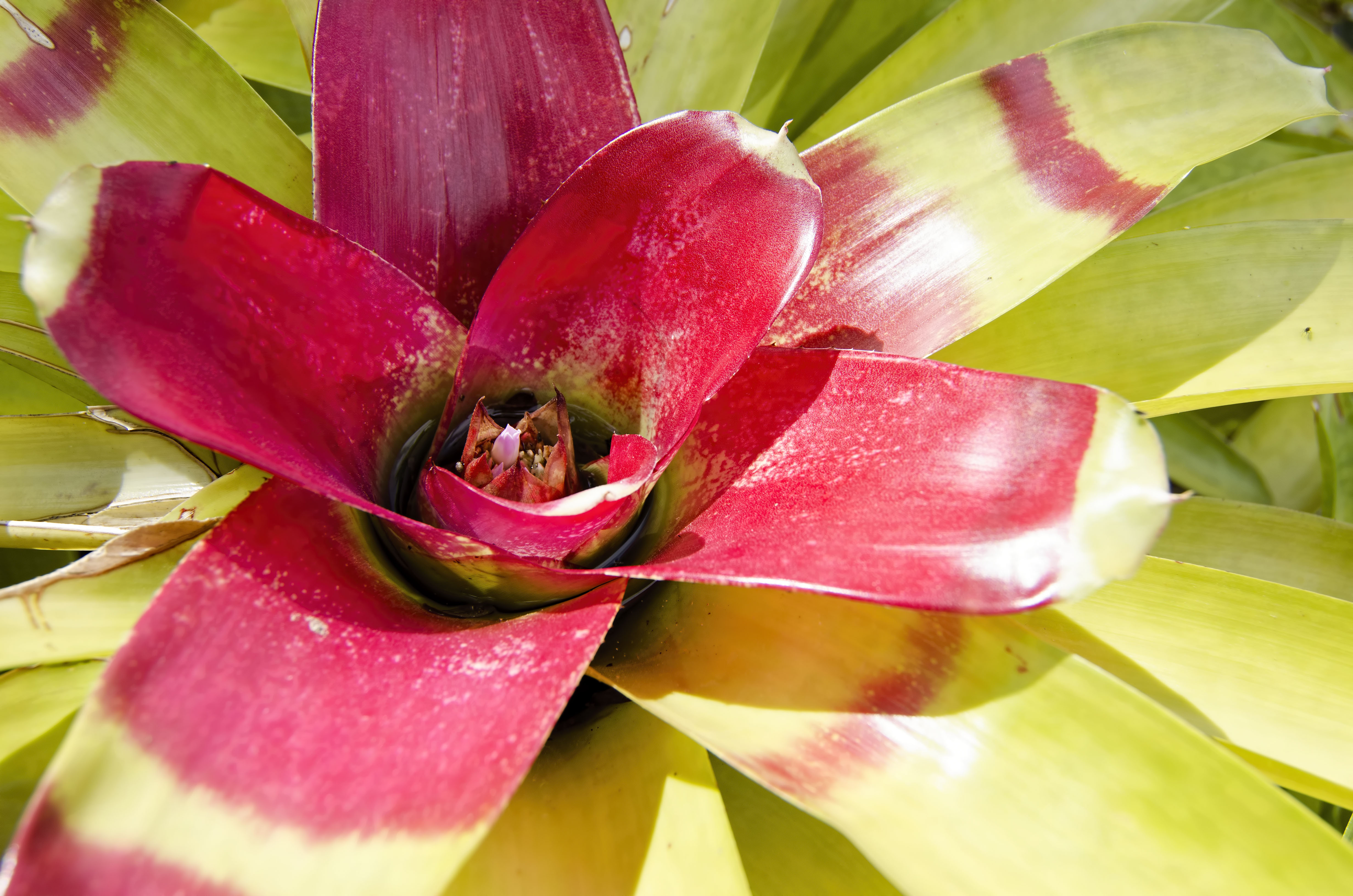 Kanapaha Botanical Gardens