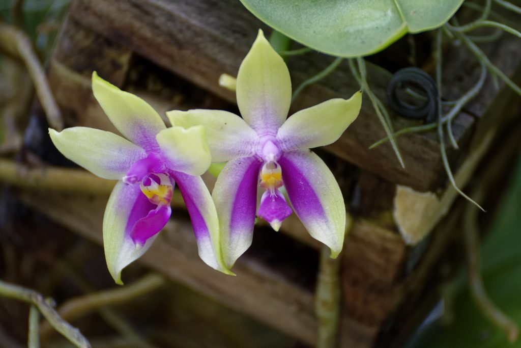 Lecture: Naples Botanical Garden's Native Orchid Research with Nick Ewy ...