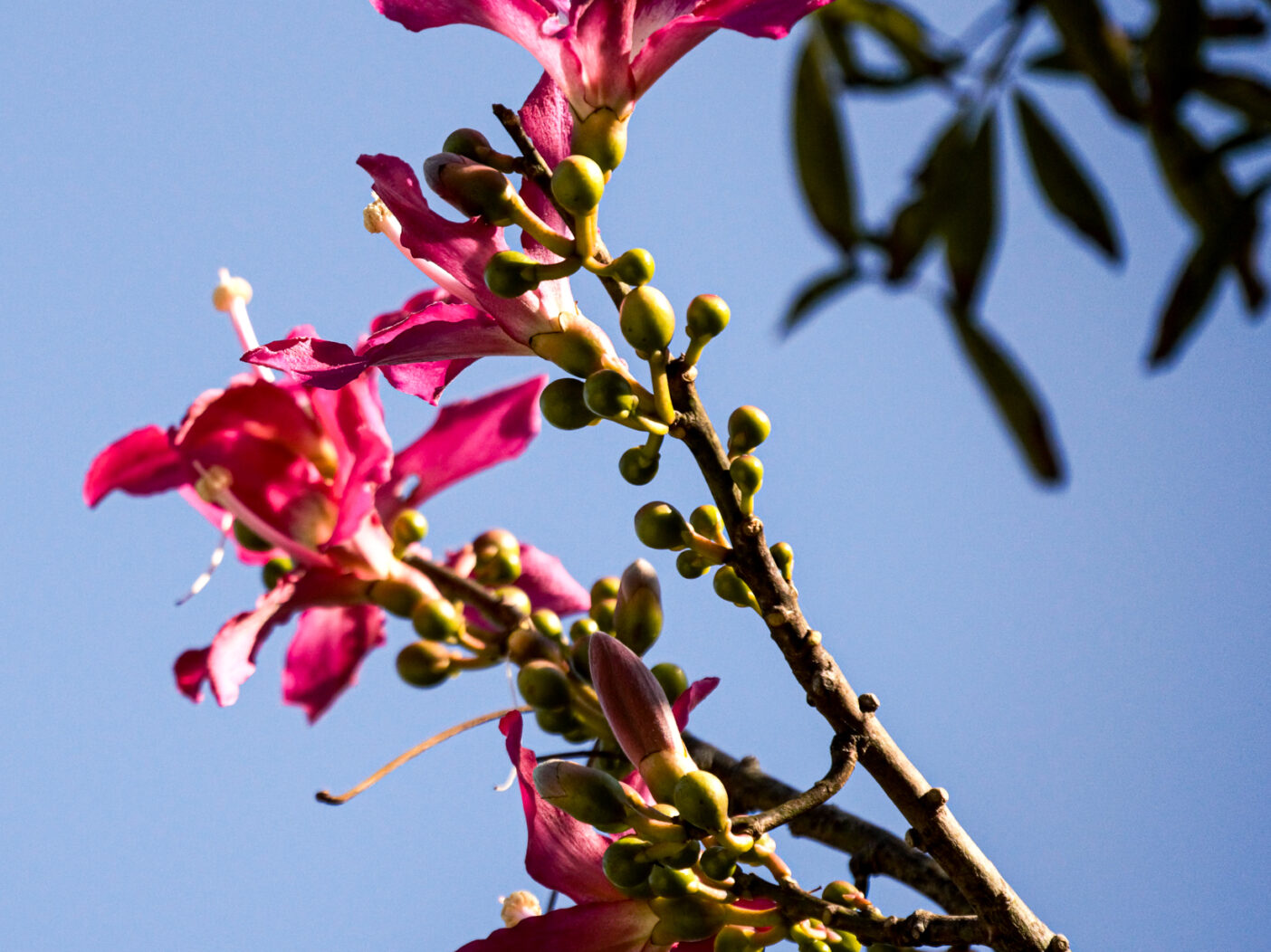 Silk Floss, pink flowers