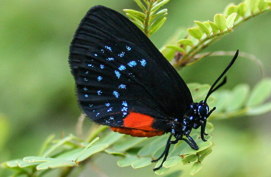 Atala butterfly, black with blue and orange color details.