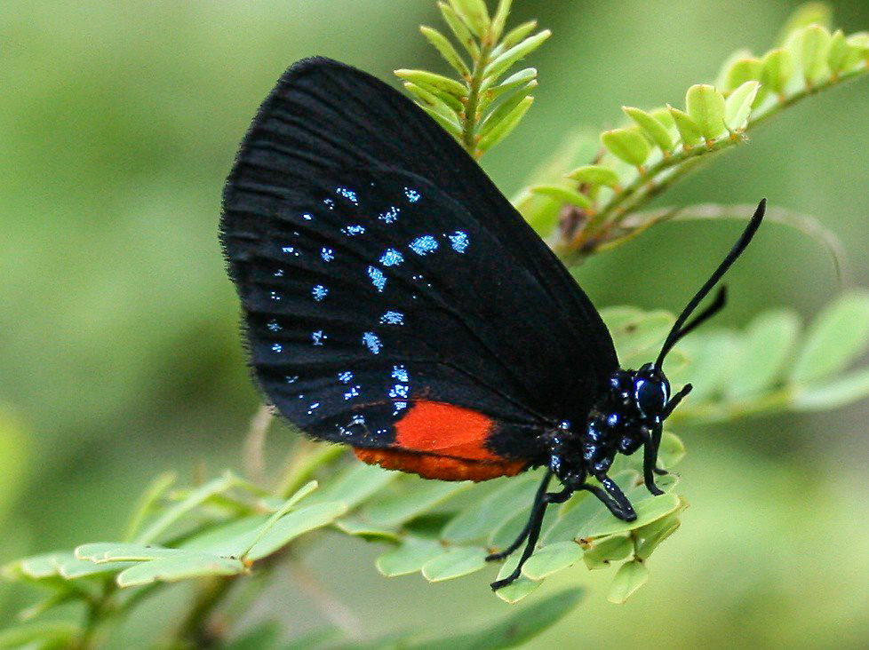 Understanding Atala Butterflies in Southwest Florida