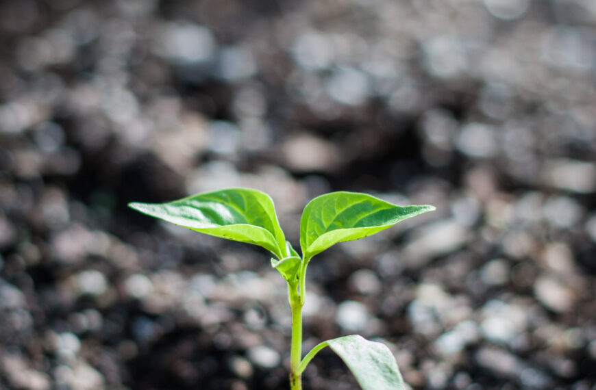 Protecting Tropical and Subtropical Plants With the Caribbean and Central American Garden Network