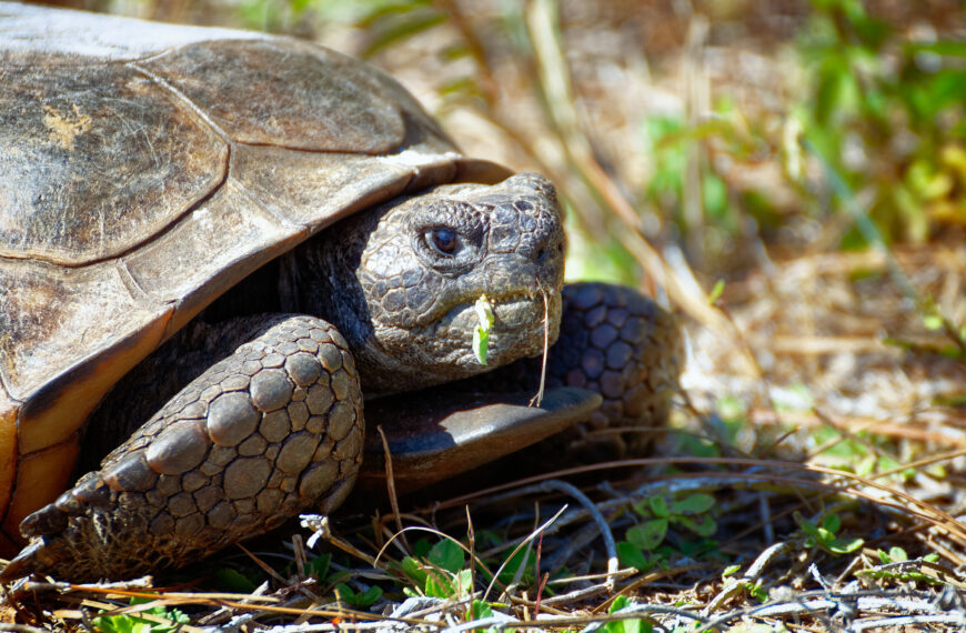 Botanical Gardens Protect Wildlife, Too!