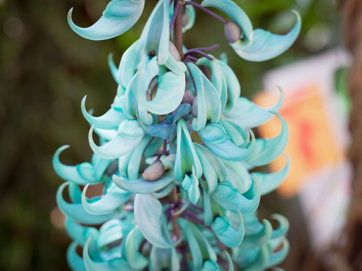 Jade Vine in the Smith Entry Prow at Naples Botanical Garden