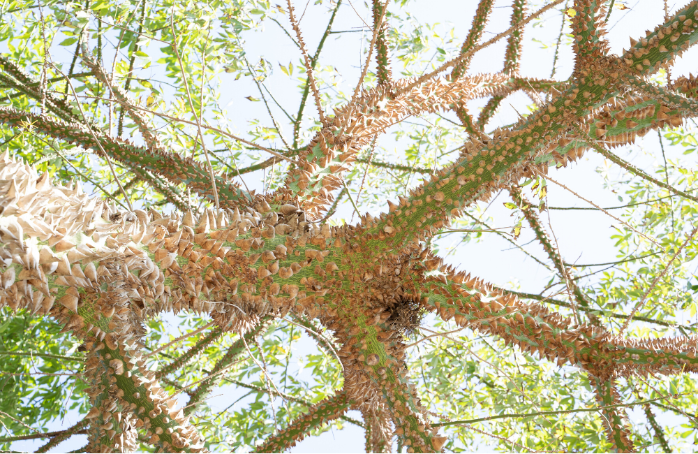 These Trees Herald Spring S Arrival In Unexpected Ways Naples Botanical Garden