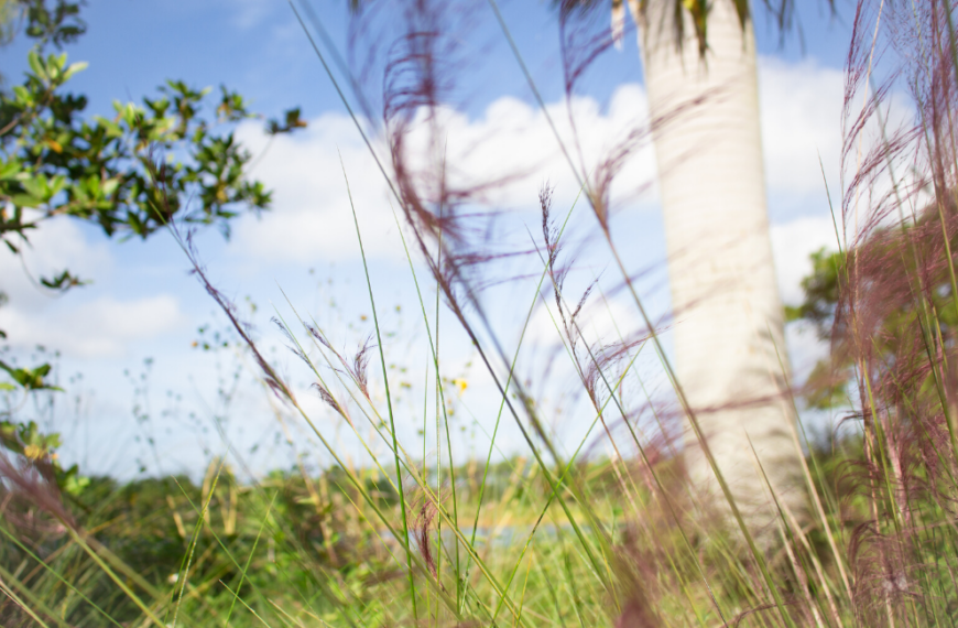 Littoral Zones: More Than Just a Natural Decoration