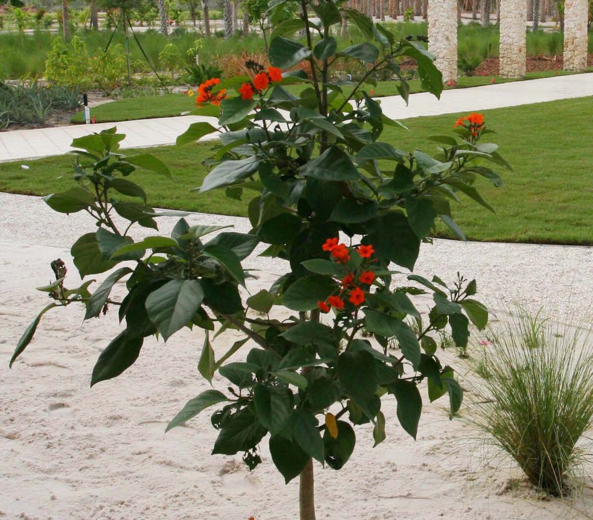 Geiger tree, Naples Botanical Garden