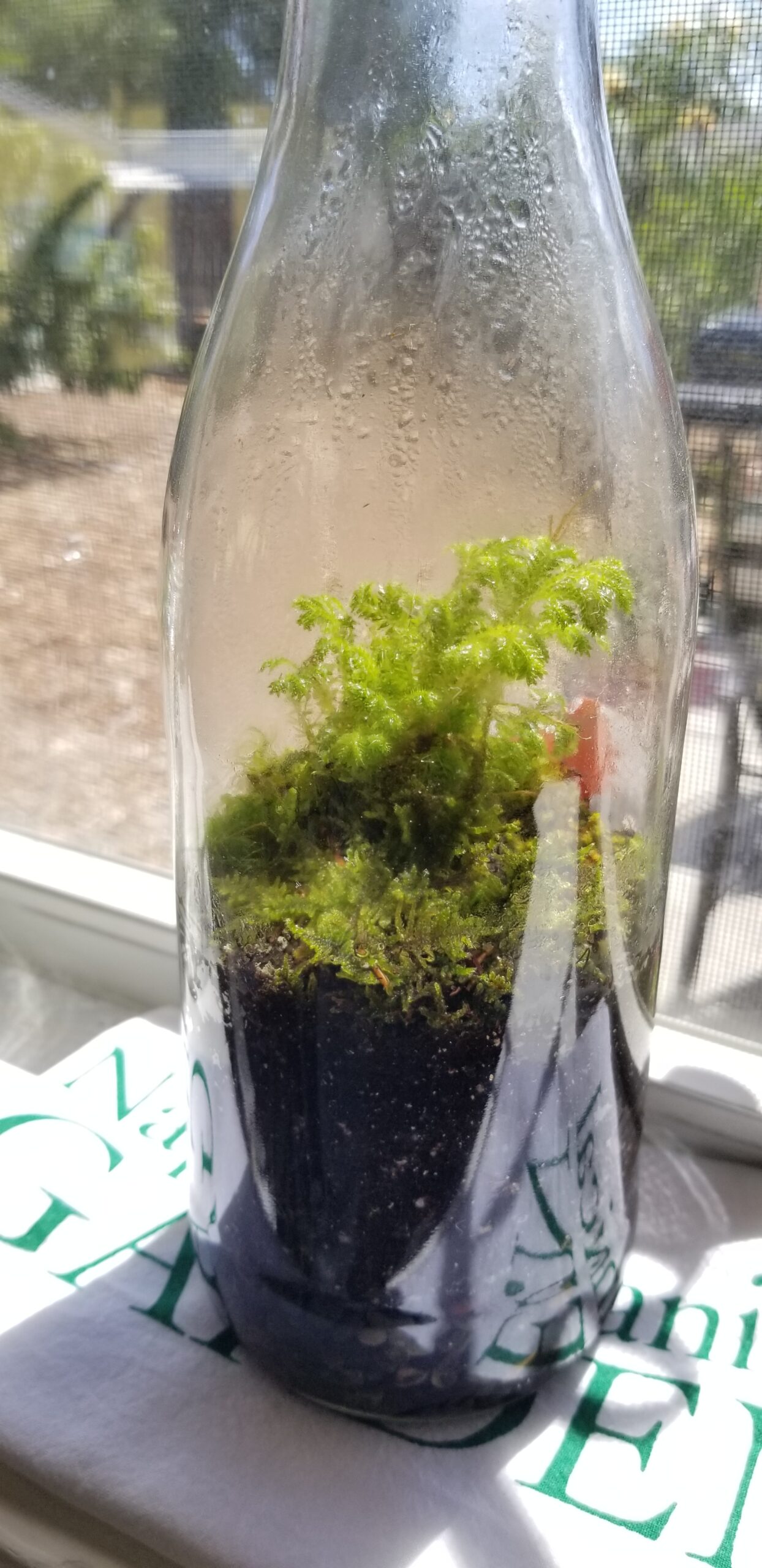 DIY closed terrarium | Naples Botanical Garden