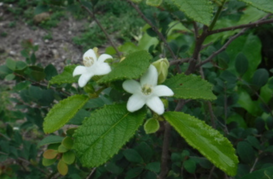 The Flora of Haiti Project Launches