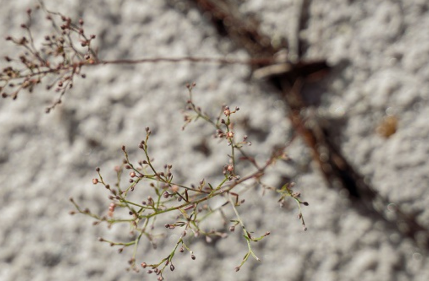 Saving Native Plants, Seed by Seed