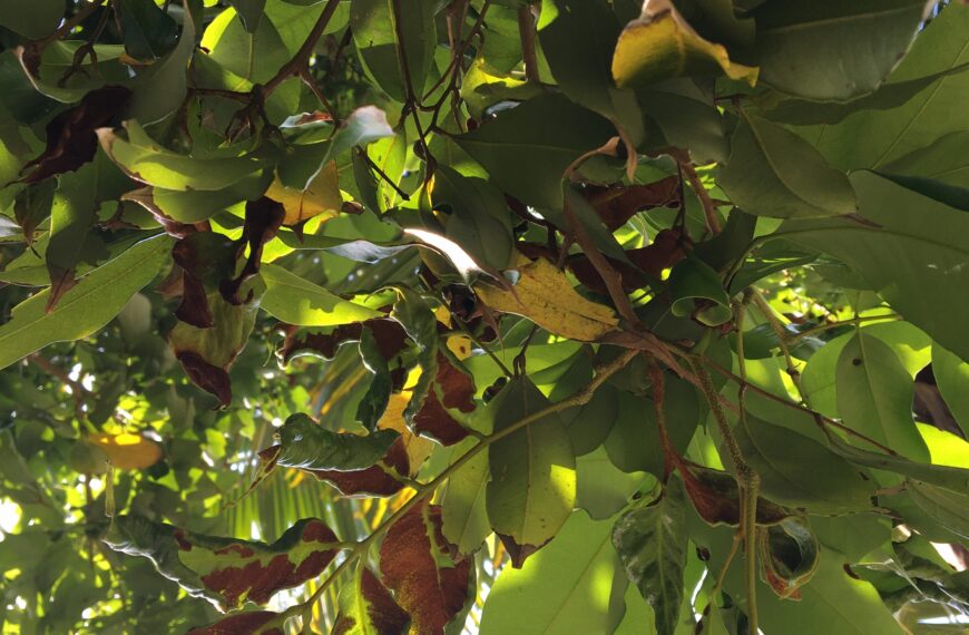 Invasive Pest Forces a Tough Decision About Fate of a Tree