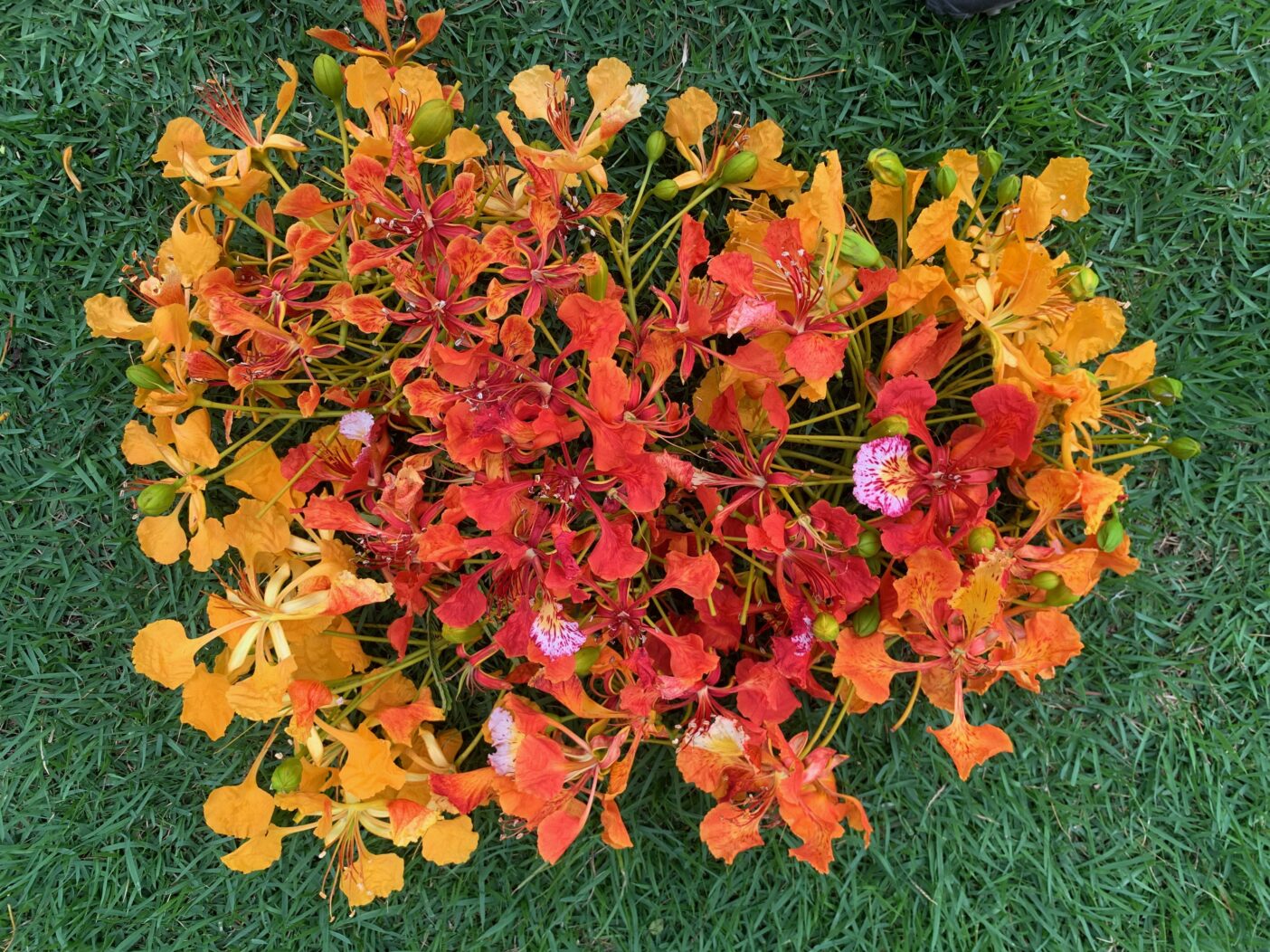 Royal poinciana blooms