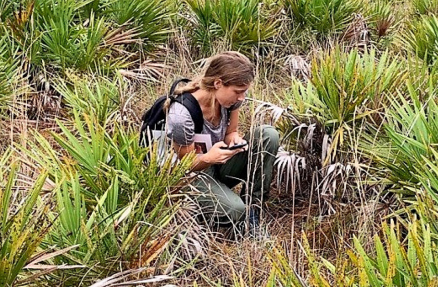 Can plants from the wild save our food crops?