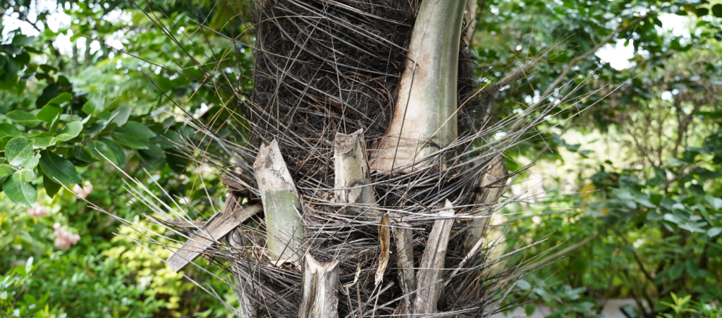 Spiky, Spiny, and just Plain Spooky Plants in the Garden | Naples ...