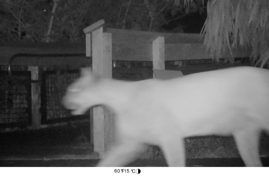 Rare Florida Panther Caught on Garden Wildlife Camera