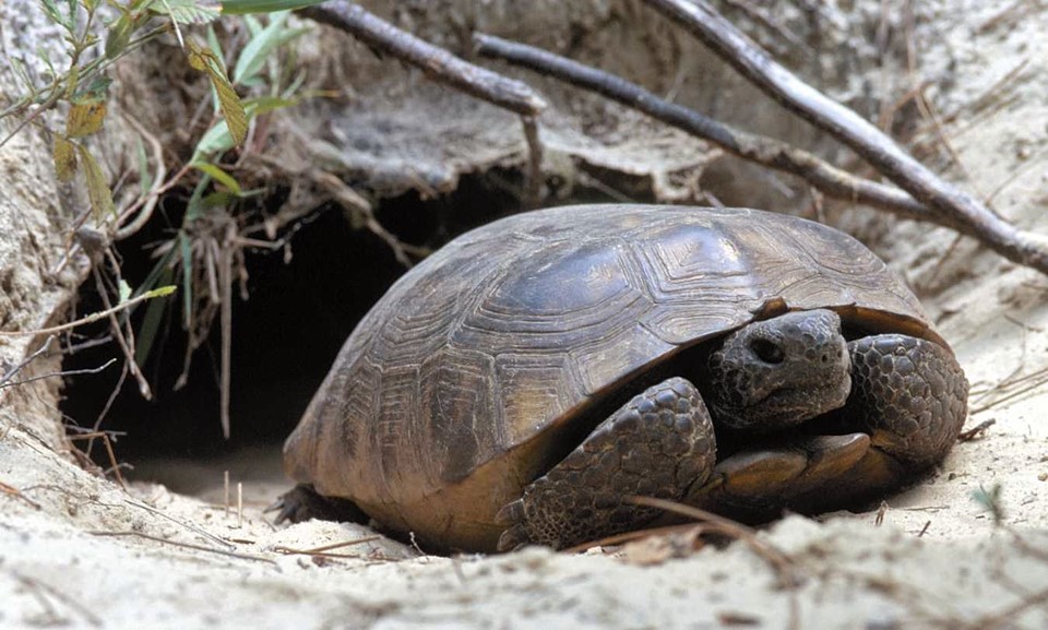 Gopher Tortoise: Ecosystem Engineers | Naples Botanical Garden