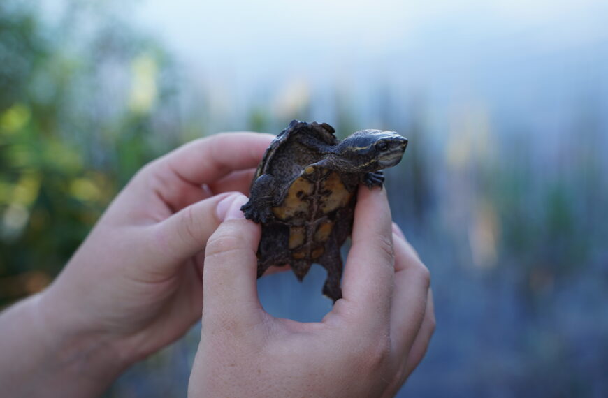 Poached Turtles Get Second Chance in the Garden