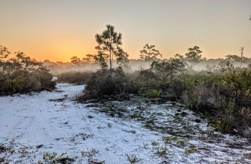 Restoring an Ancient Scrub