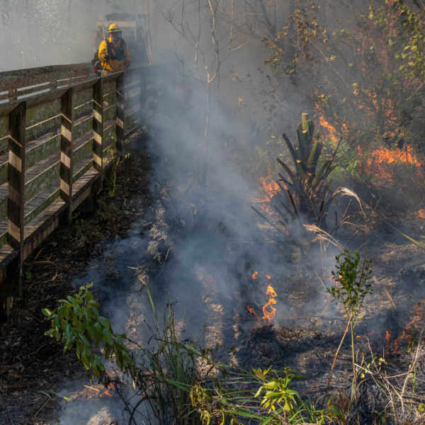 Regeneration Through a Prescribed Fire