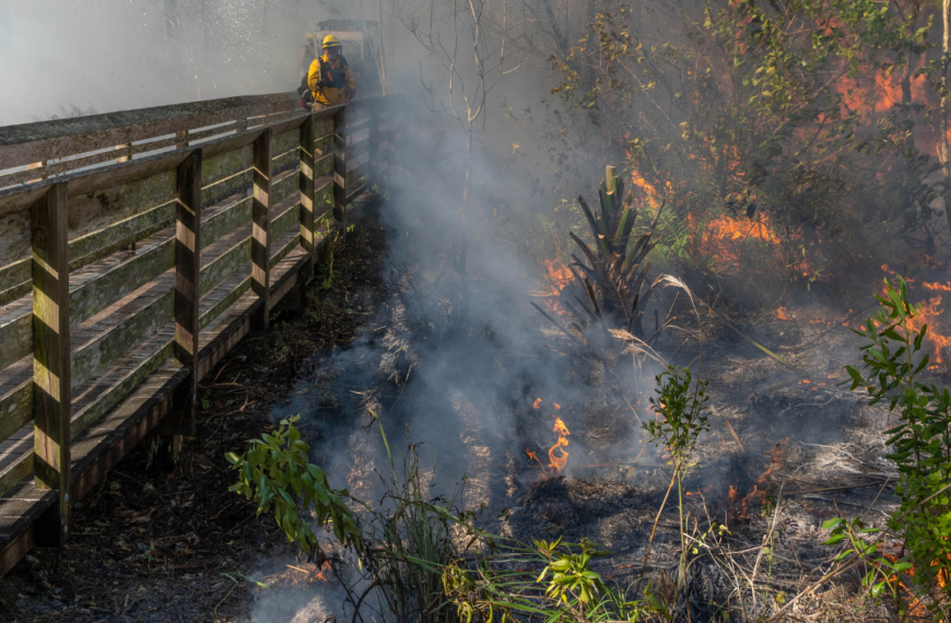 Regeneration Through a Prescribed Fire