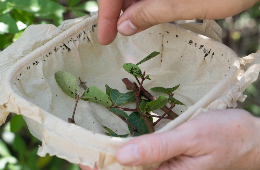 This Tiny Bug May Help Contain a Huge Problem