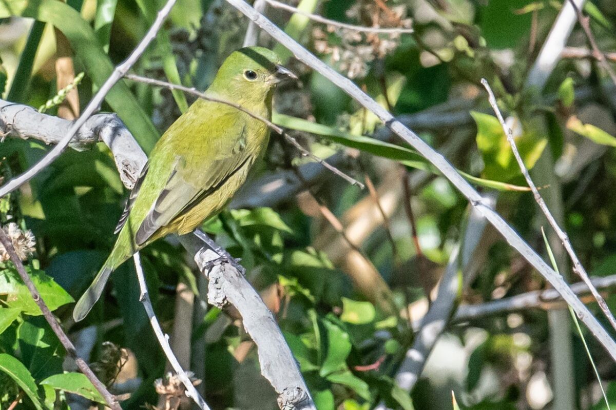 Behold The Painted Bunting And Other Migratory Species Filling Our   Female Painted Bunting 1200x800 