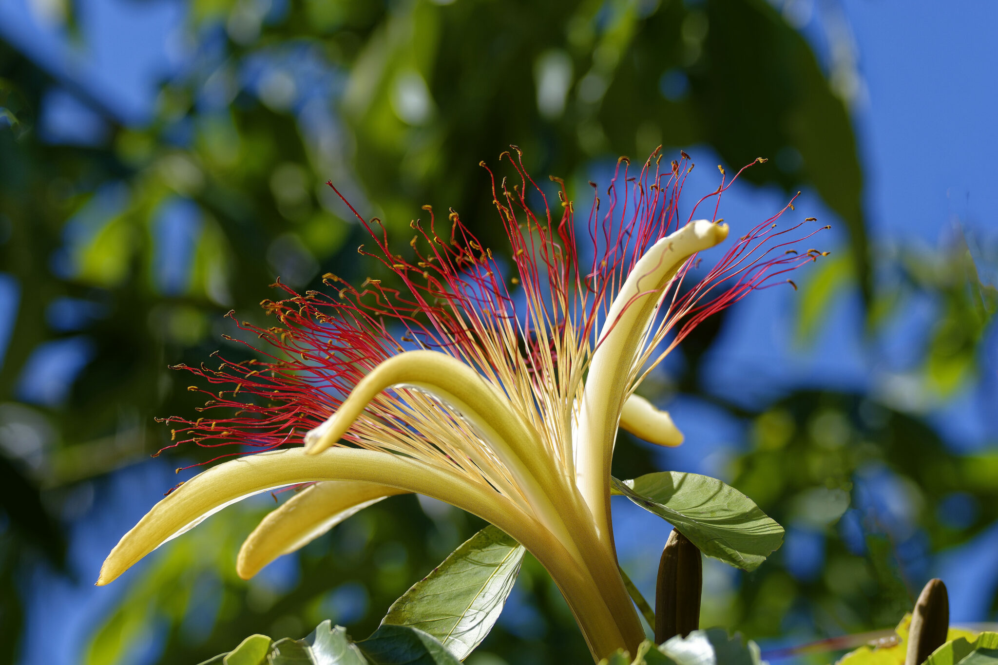 Flowering Trees 