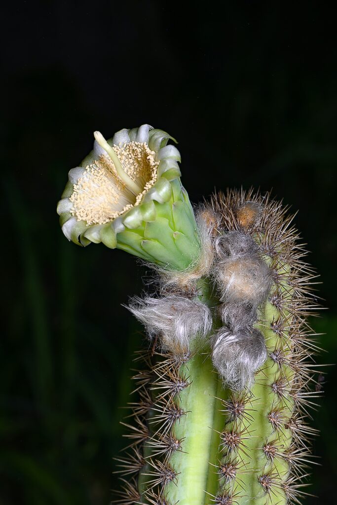 Coastal Cactus’s Extinction in US Signals Impact of Rising Seas