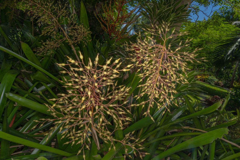 Bromeliads Bursting in Air