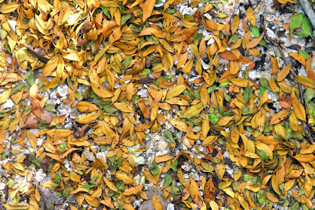 Leave Your Leaf Litter