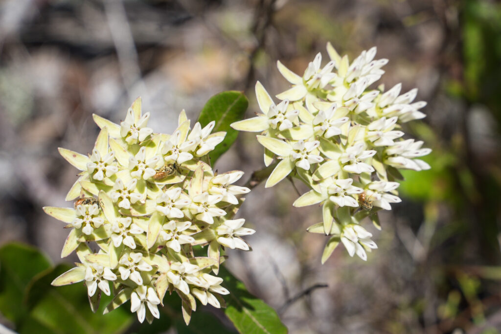 Blazes Spark New Life in Preserve