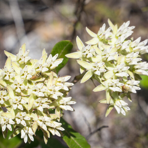 Blazes Spark New Life in Preserve