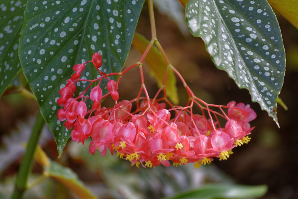 Where the Begonias Grow