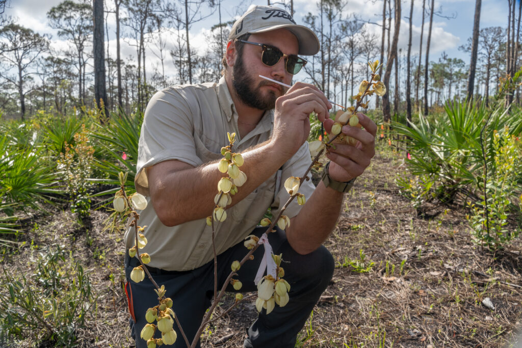 Native Pawpaw Flourishes After Fire