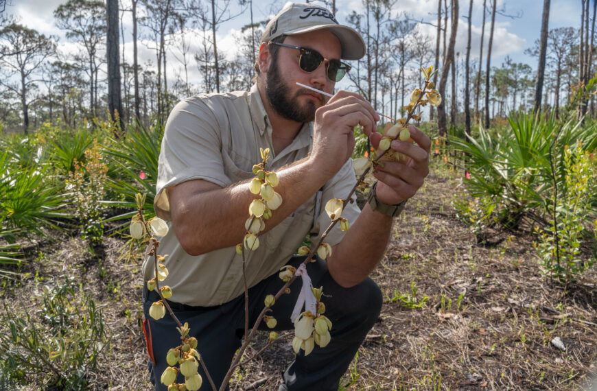 Native Pawpaw Flourishes After Fire